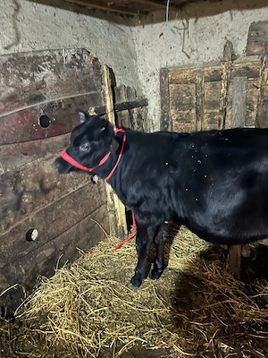 Vând vițică  - imagine 2