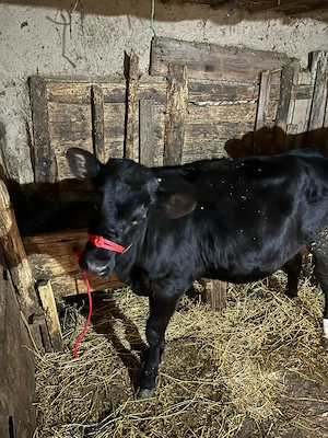 Vând vițică  - imagine 3