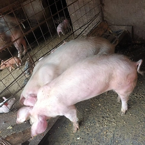 Vând porci 