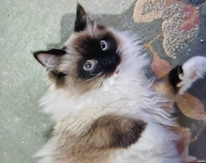 Fetiță și băiat Ragdoll 