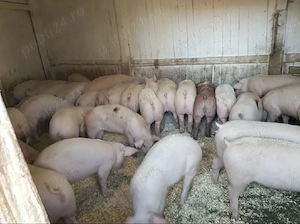 Vănd Porci suldani de carne