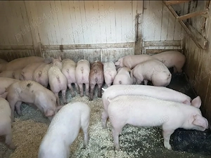 Vănd Porci suldani de carne - imagine 2