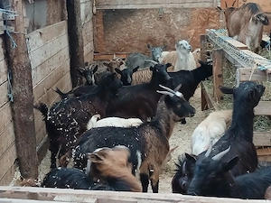 iedute de vânzare  - imagine 4