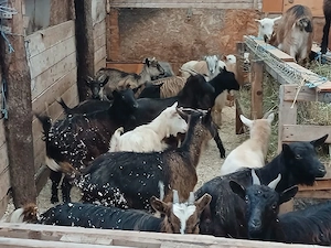 iedute de vânzare  - imagine 5