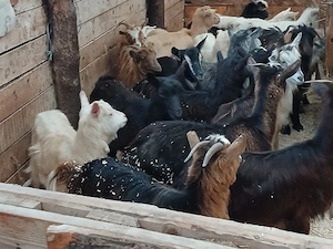 iedute de vânzare  - imagine 2