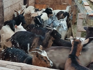 iedute de vânzare  - imagine 3