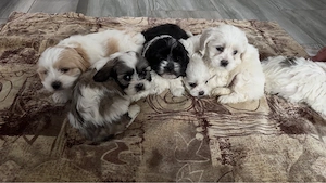 Puiuț bichon  - imagine 5