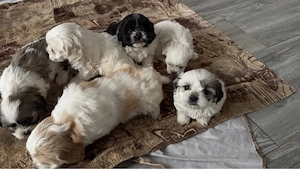 Puiuț bichon  - imagine 4