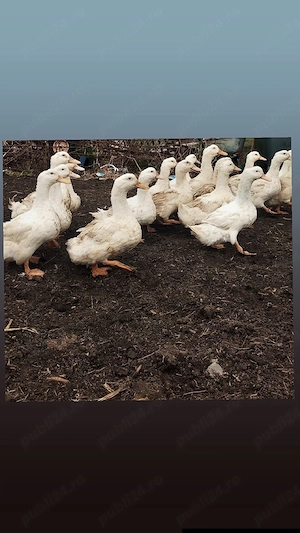 vand rațe gălăgioase grase - imagine 2