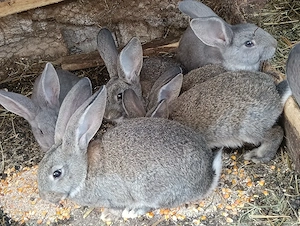 Vând pui de iepure - imagine 4