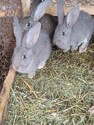 Vând pui de iepure - imagine 5