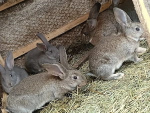 Vând pui de iepure - imagine 2