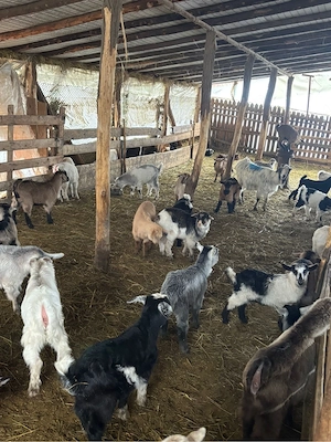 iezi pentru Paște  - imagine 3