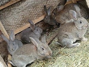 Vând pui de iepure - imagine 3