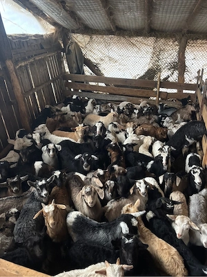 iezi pentru Paște  - imagine 2