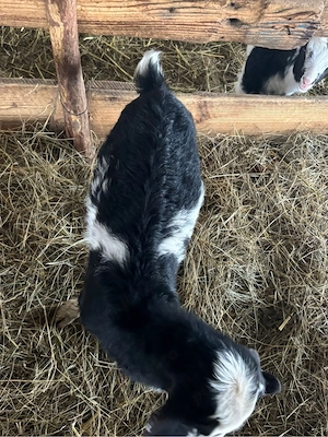 iezi pentru Paște  - imagine 6