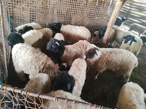 Vând miei în viu și tăiati