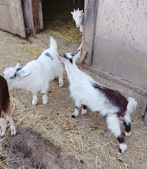 Iezi de vanzare - imagine 3