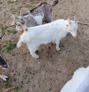 Iezi de vanzare - imagine 2