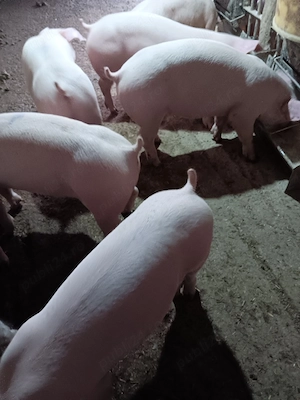 Purcei De Rasă 30-40 kg