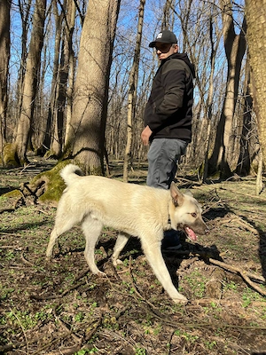 Donez câine tânăr și bland - imagine 2