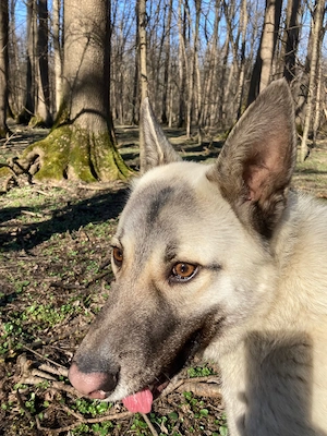 Donez câine tânăr și bland