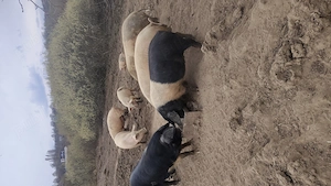 Vând porci și purcei