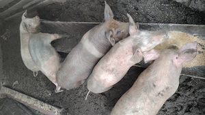 Vând porci și purcei - imagine 2