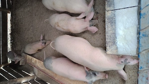 Vând porci și purcei - imagine 4