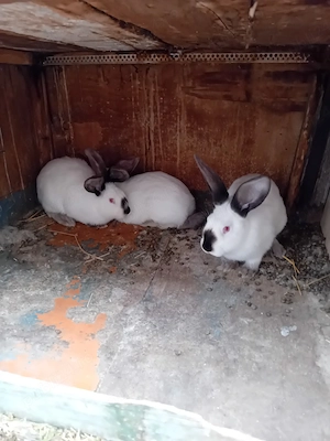 Vand iepuri ut - imagine 4