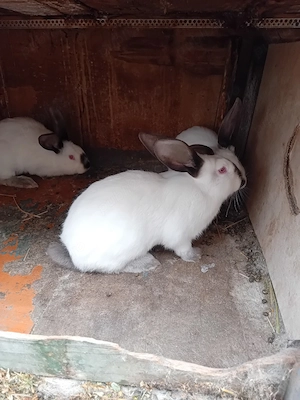 Vand iepuri ut - imagine 5