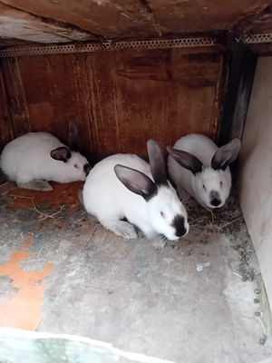 Vand iepuri ut - imagine 2