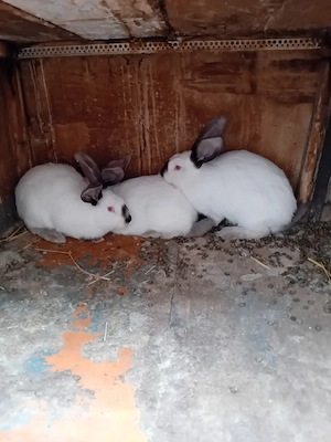 Vand iepuri ut - imagine 3