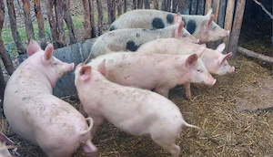 Purcei de vânzarea  - imagine 4