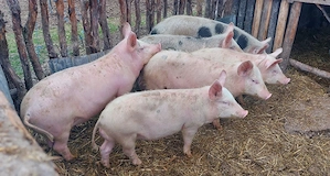 Purcei de vânzarea  - imagine 5