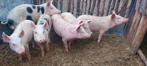 Purcei de vânzarea  - imagine 2