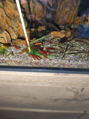 Creveti red cherry si fire red