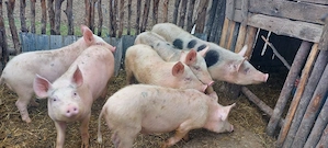 Purcei de vânzarea  - imagine 3