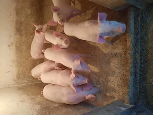 Vand purcei marele alb noua saptamani  - imagine 4