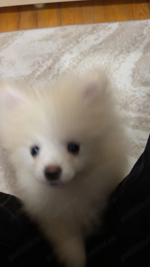 Pui Pomeraniani rasa pură