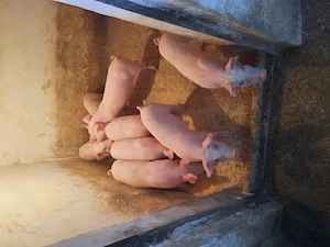 Vand purcei marele alb noua saptamani  - imagine 2