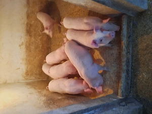 Vand purcei marele alb noua saptamani  - imagine 3