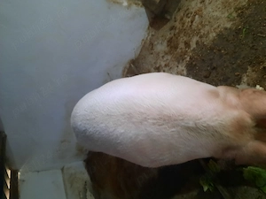 Vand scroafa doi ani jumate  preț 9  kg - imagine 2