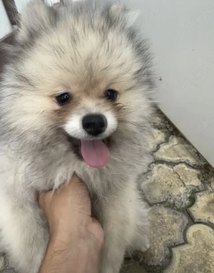 Pomeranian rasa pură 