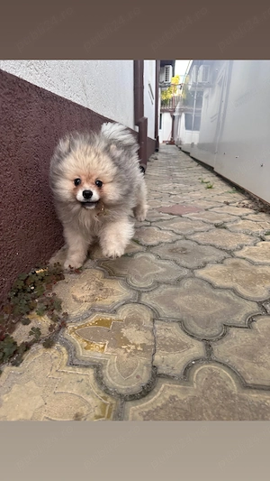 Pomeranian rasa pură  - imagine 4