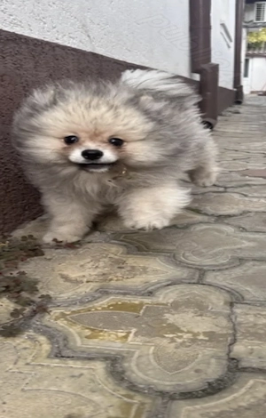 Pomeranian rasa pură  - imagine 2