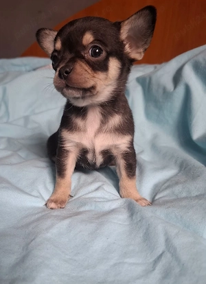 catelusi chihuahua  - imagine 5