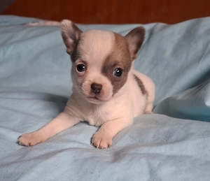 catelusi chihuahua  - imagine 2