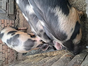 Vând porci 80, 100 sau 120 kg