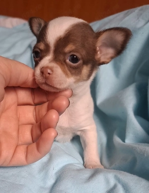 catelusi chihuahua  - imagine 4